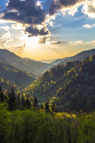 Cabin Specials callout