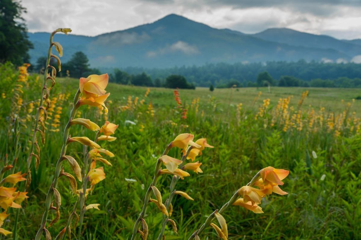 Spring time at Cades Cove in the Great Smoky Mountains